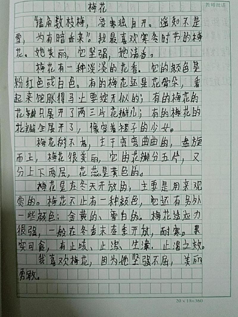梅花美化包