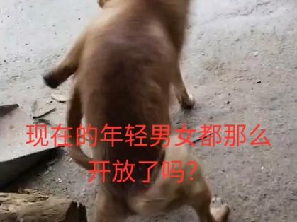叼嗨短视频无广告安装