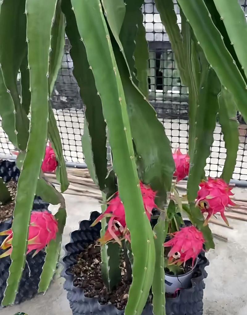 火龙果视频