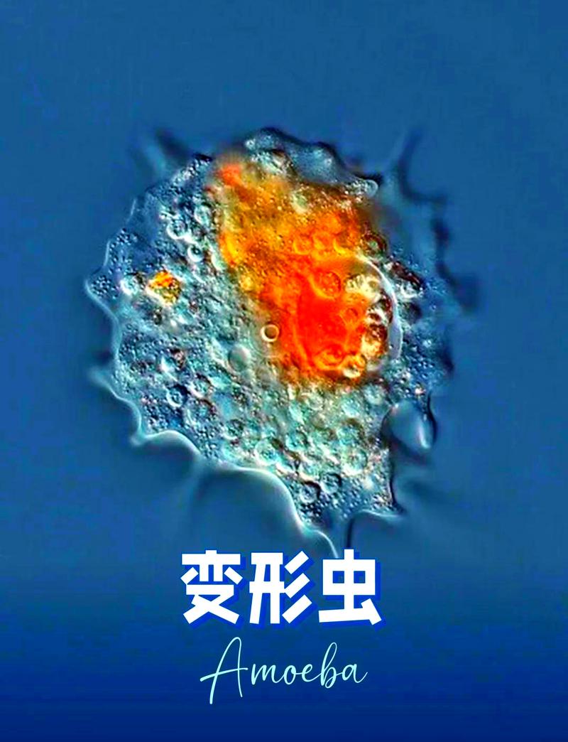 变形虫实验室游戏手机版修改版无限体力
