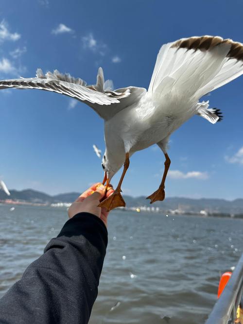 海鸥安卓版怎么
