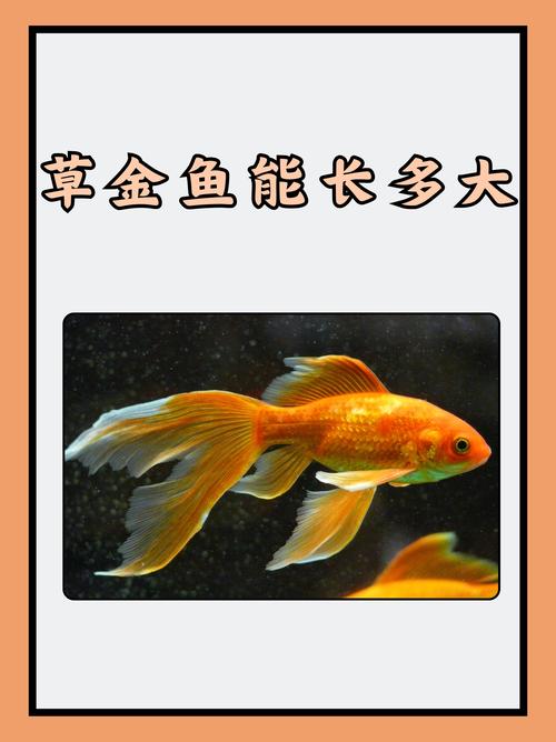 金鱼app下载直播