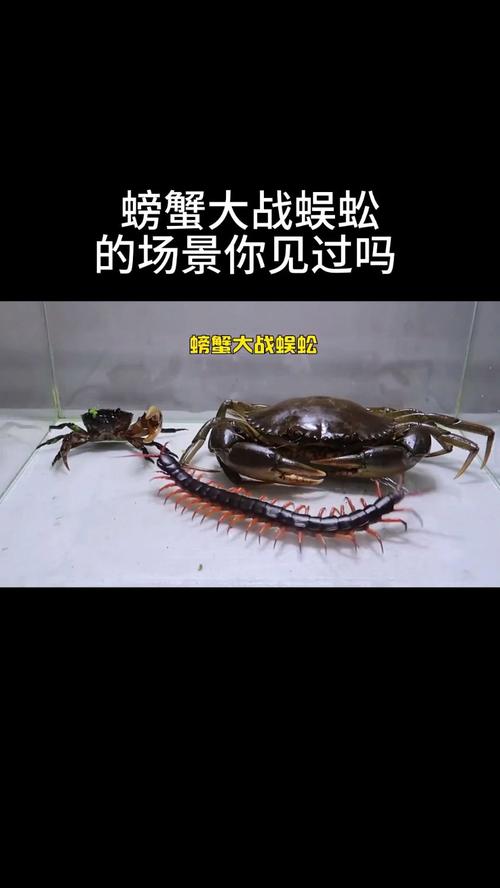 螃蟹大战手机版