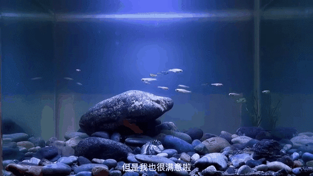 电视动态鱼缸屏