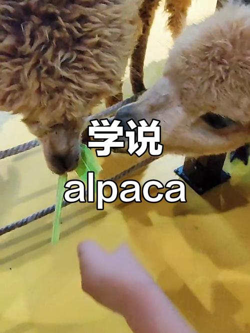 羊驼英语app下载