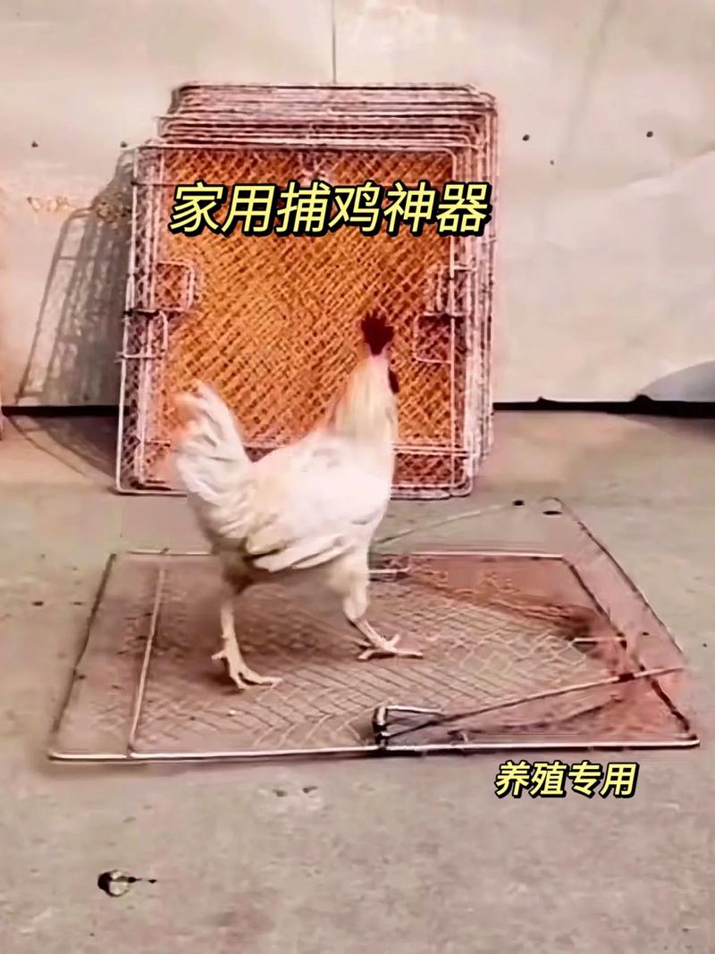 抓鸡