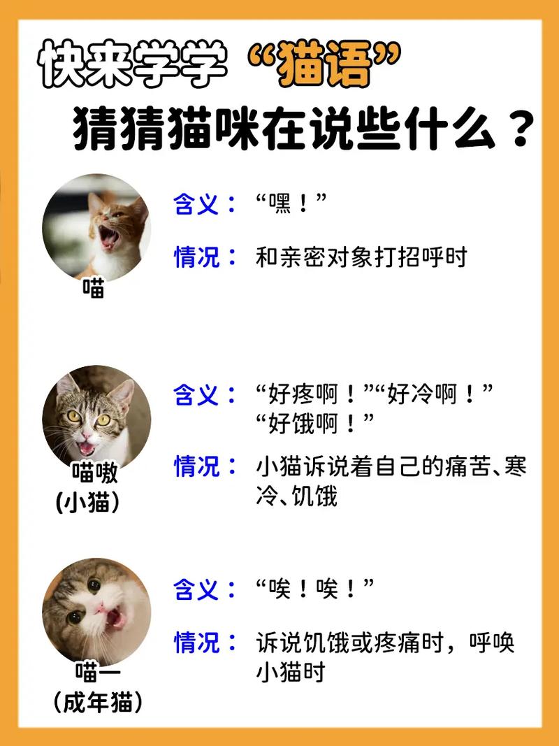猫咪段子202