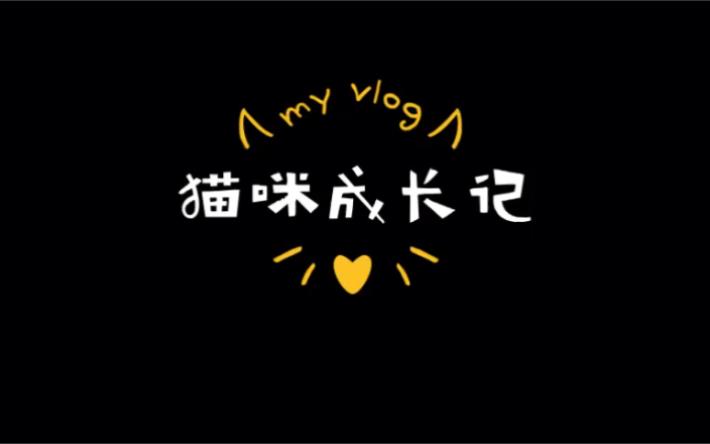 猫咪成长记