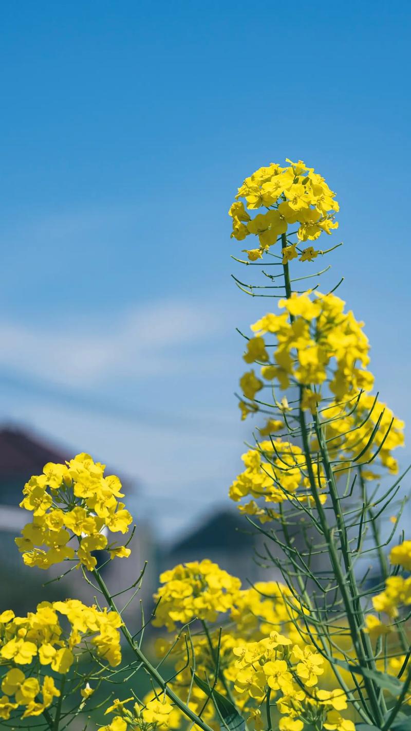 油菜花