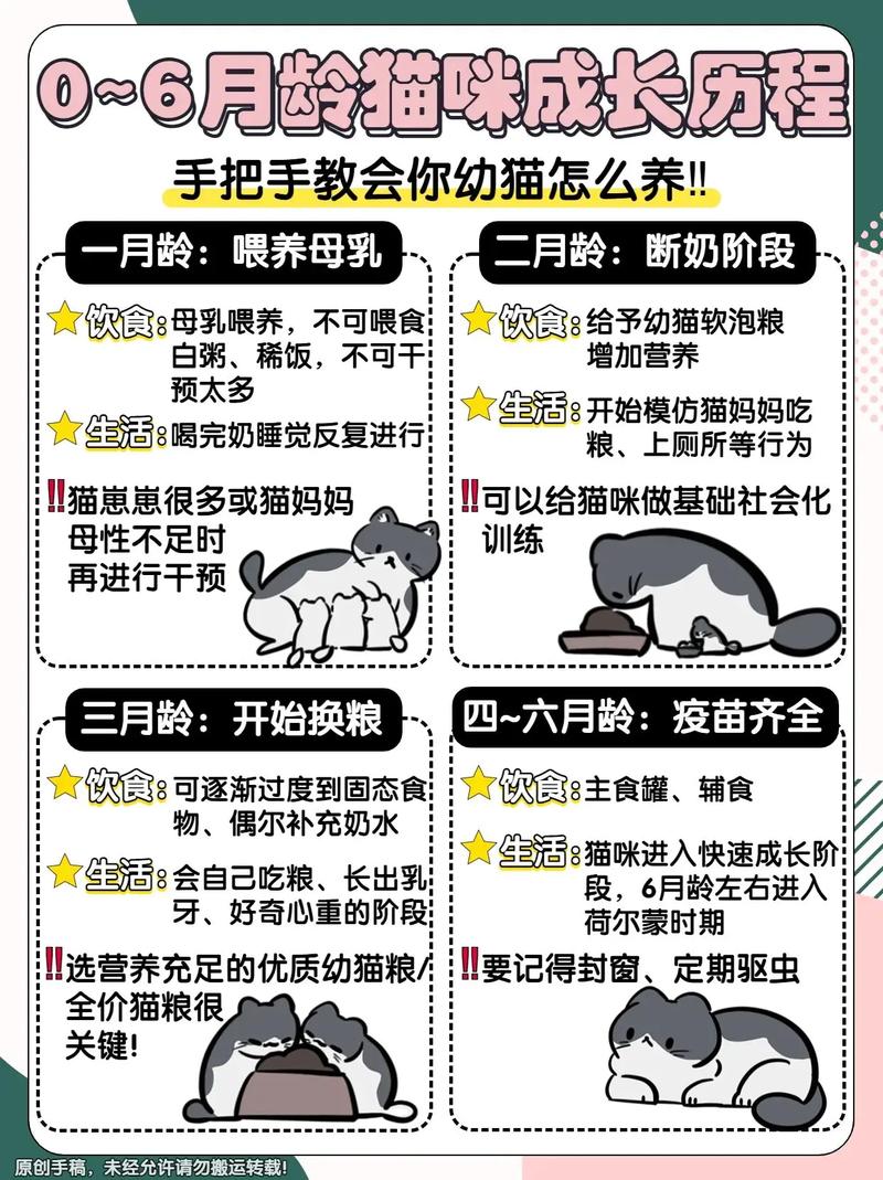 猫咪成长记