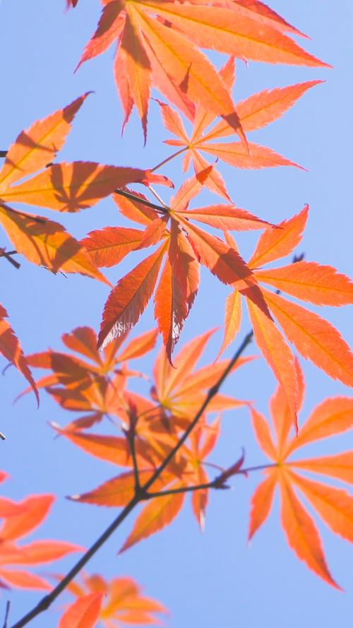 枫叶视频