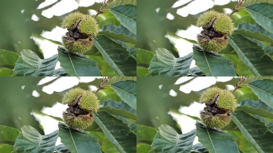 栗子视频无限能量