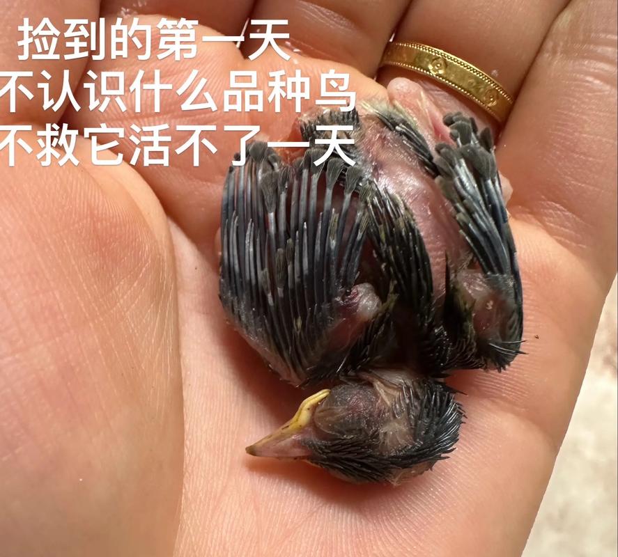雏鸟幼儿园视频