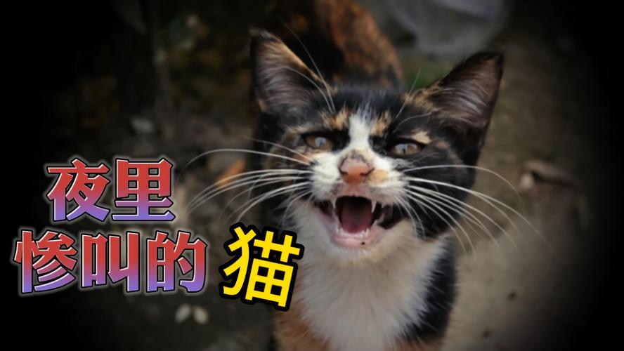 野猫安卓版