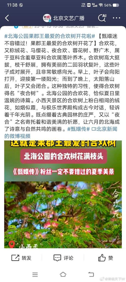 花树聊天