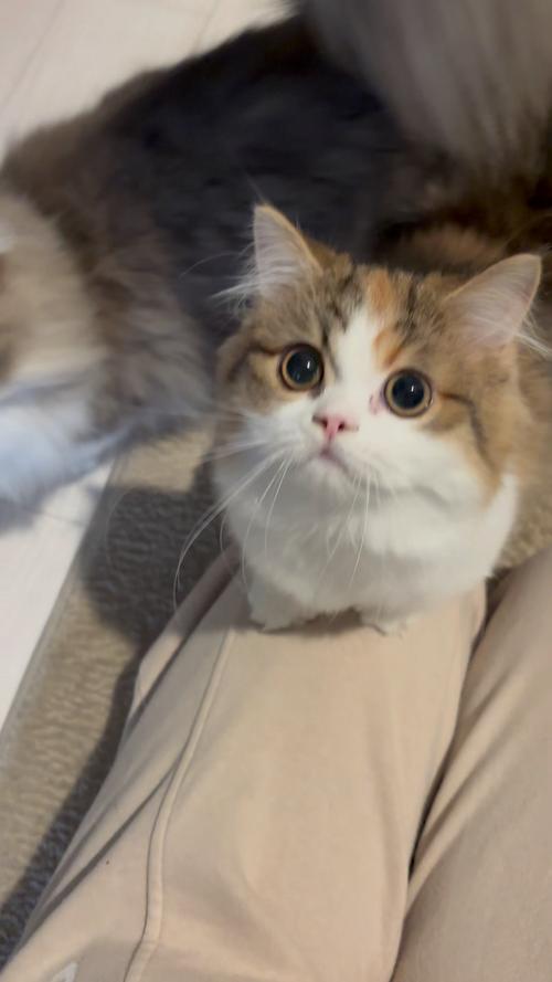 猫软件视频