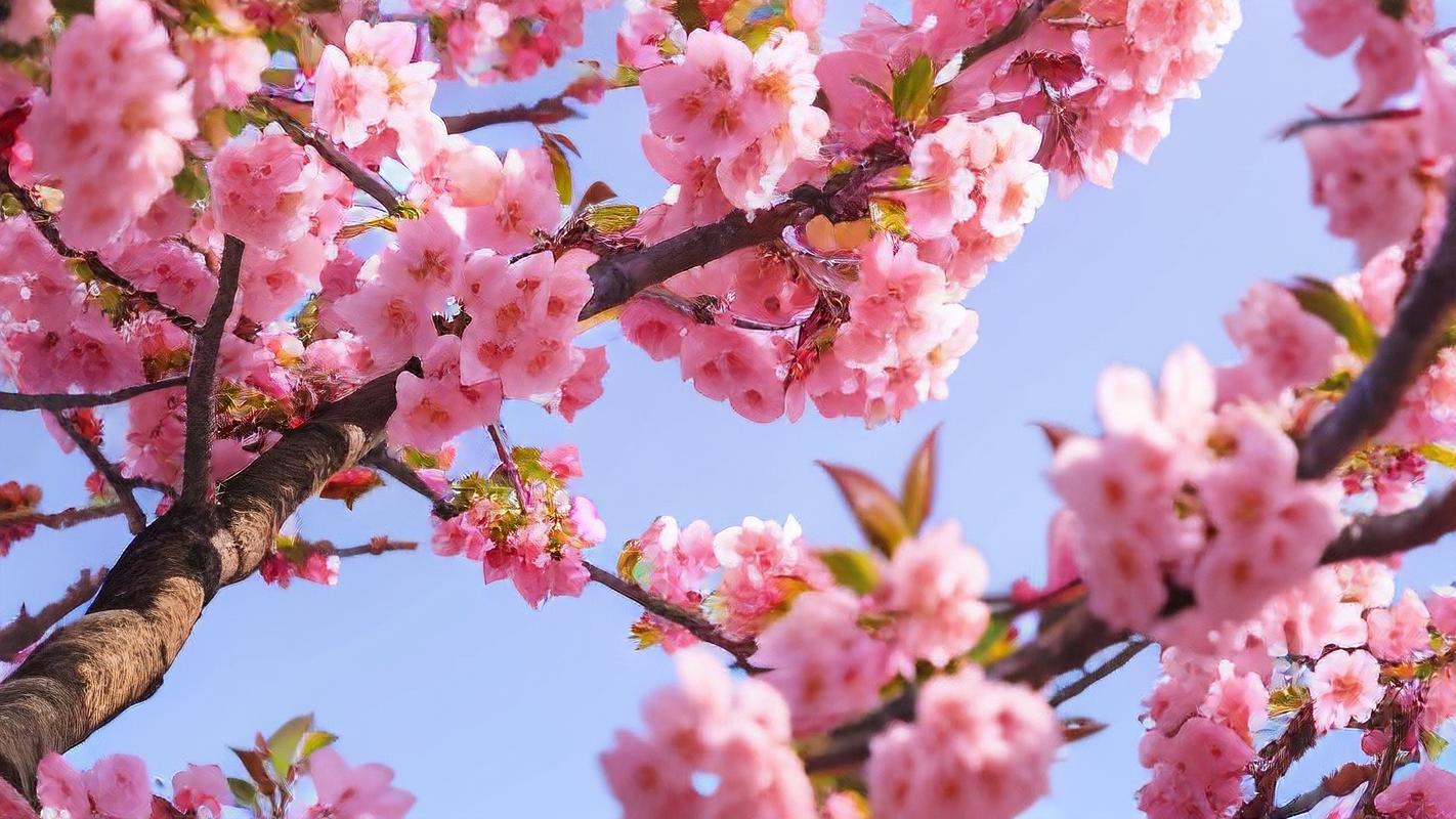 9·1短视频樱花