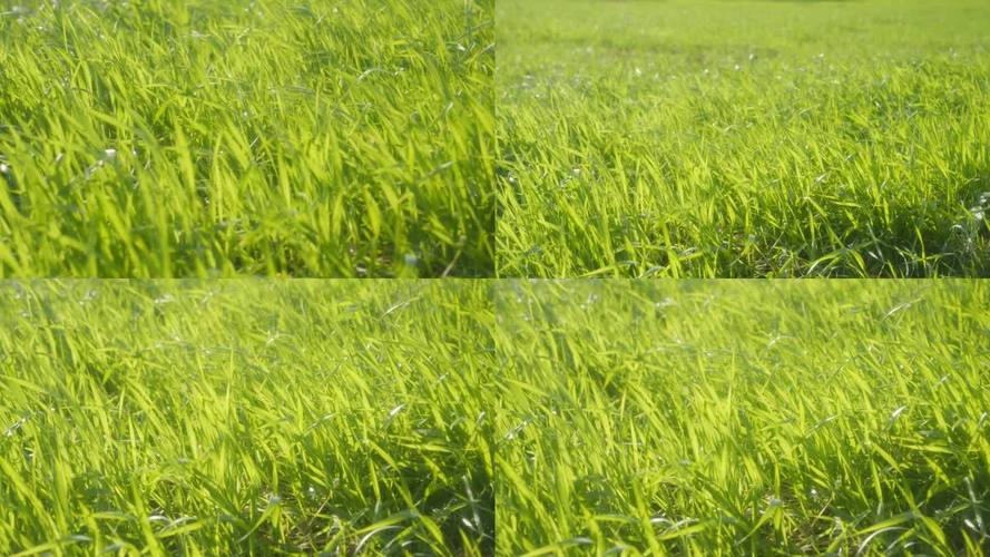 青草青草视频优化版