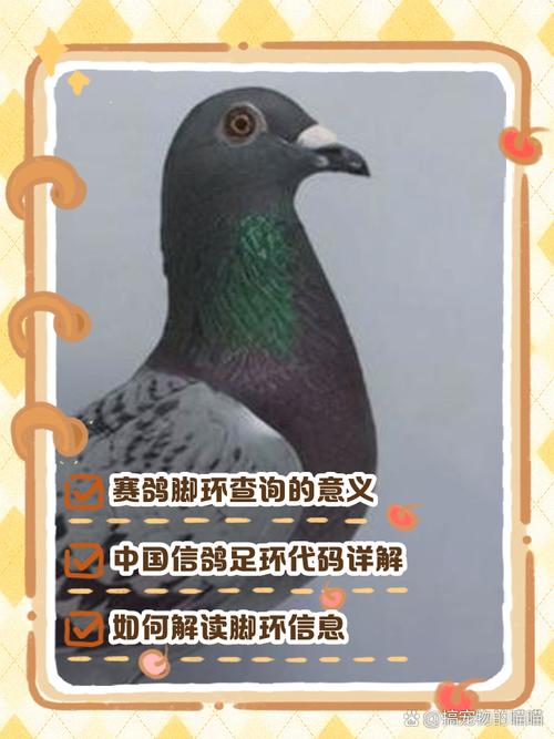 足环查鸽网