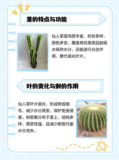 仙人掌的特点
