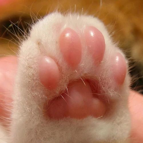 猫爪app官方版免费下载
