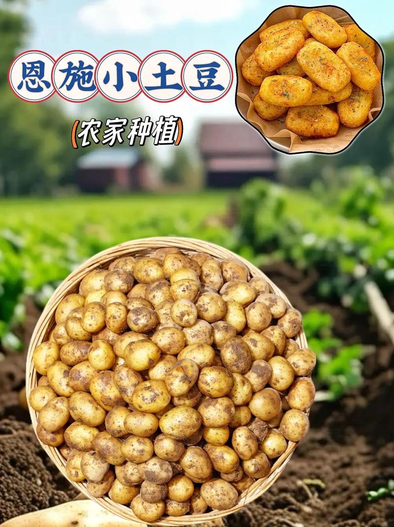 小土豆官网下载地图版