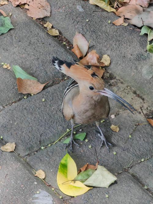 啄木鸟转