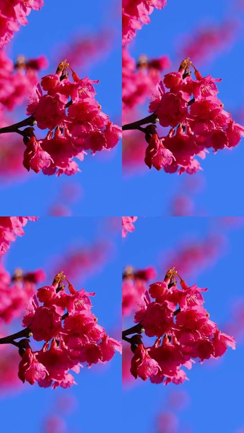 樱花短视频