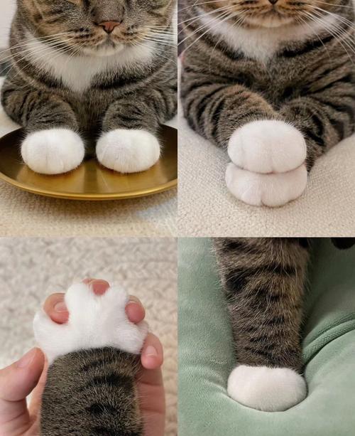 猫爪论坛手机版