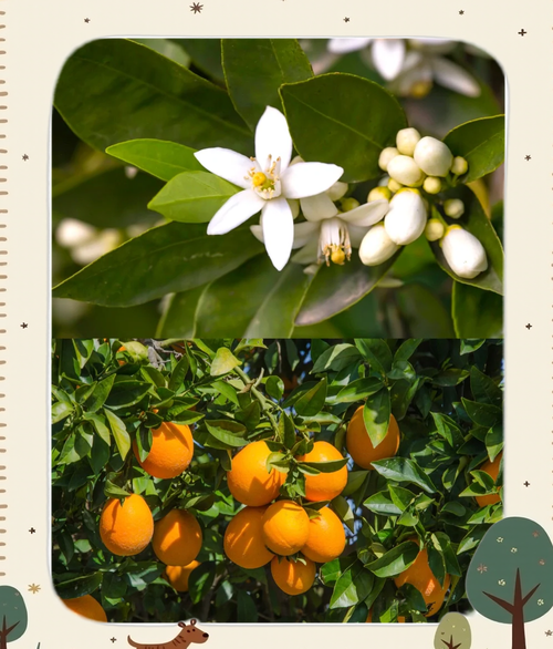 橙子app下载
