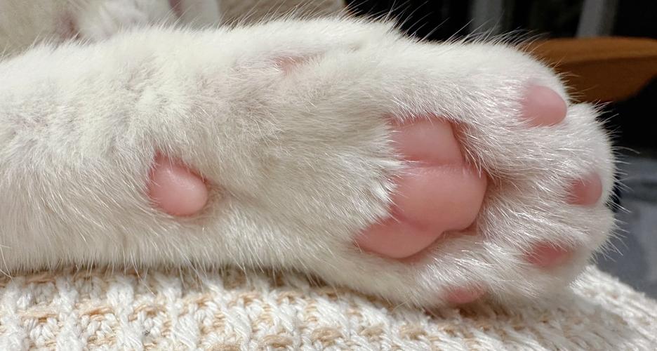 猫爪视频