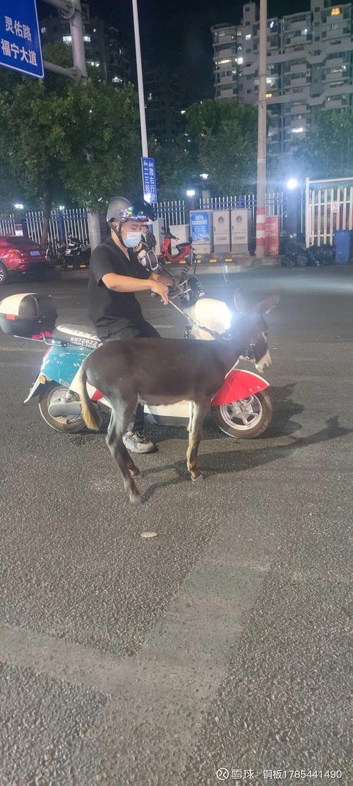 电驴手机版