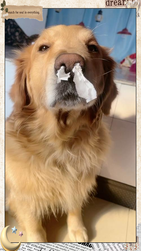 鼻涕狗下载最新版本