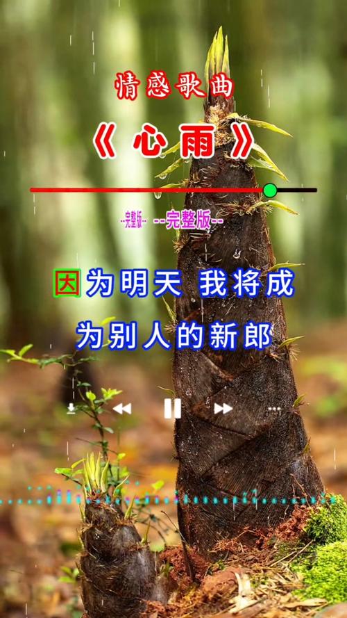 心雨