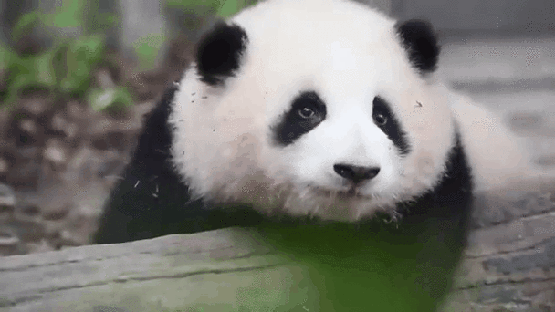 熊猫动态壁纸