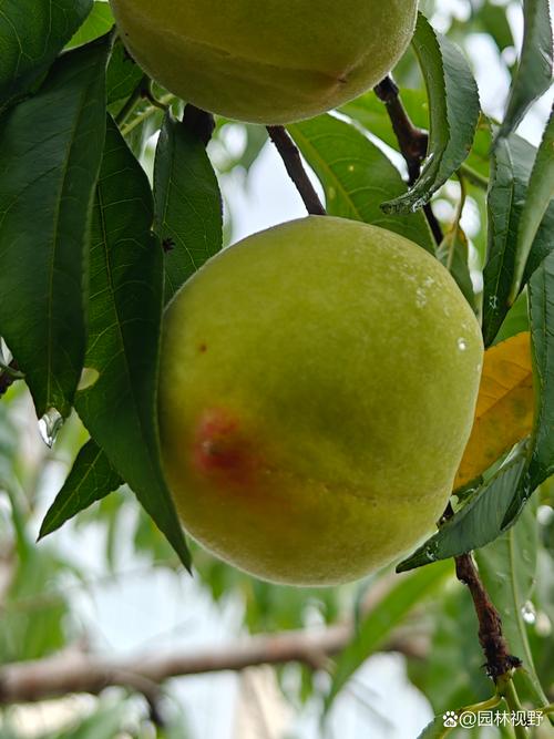 夏日小公园的公厕桃子移植