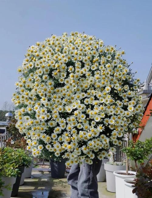 花季每天免费三次提速版