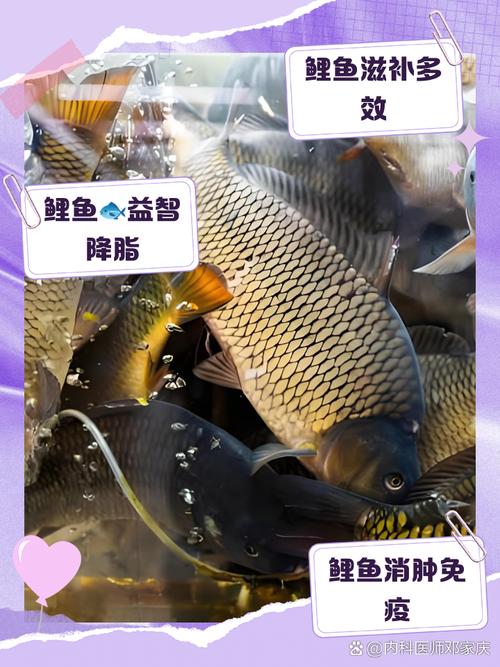 鲤鱼加速器官方无限能量版