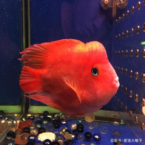 元宝鱼