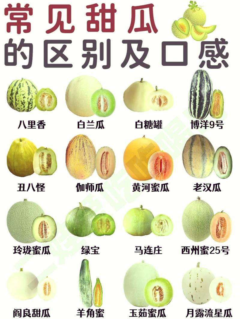 甜瓜120汉化