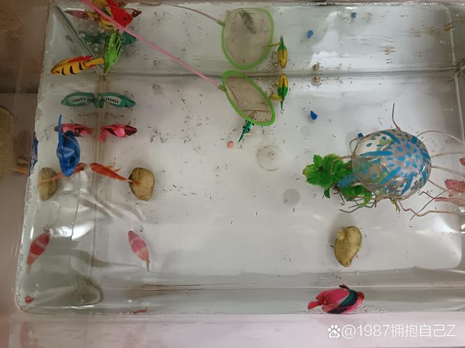 小小的生命巴比
