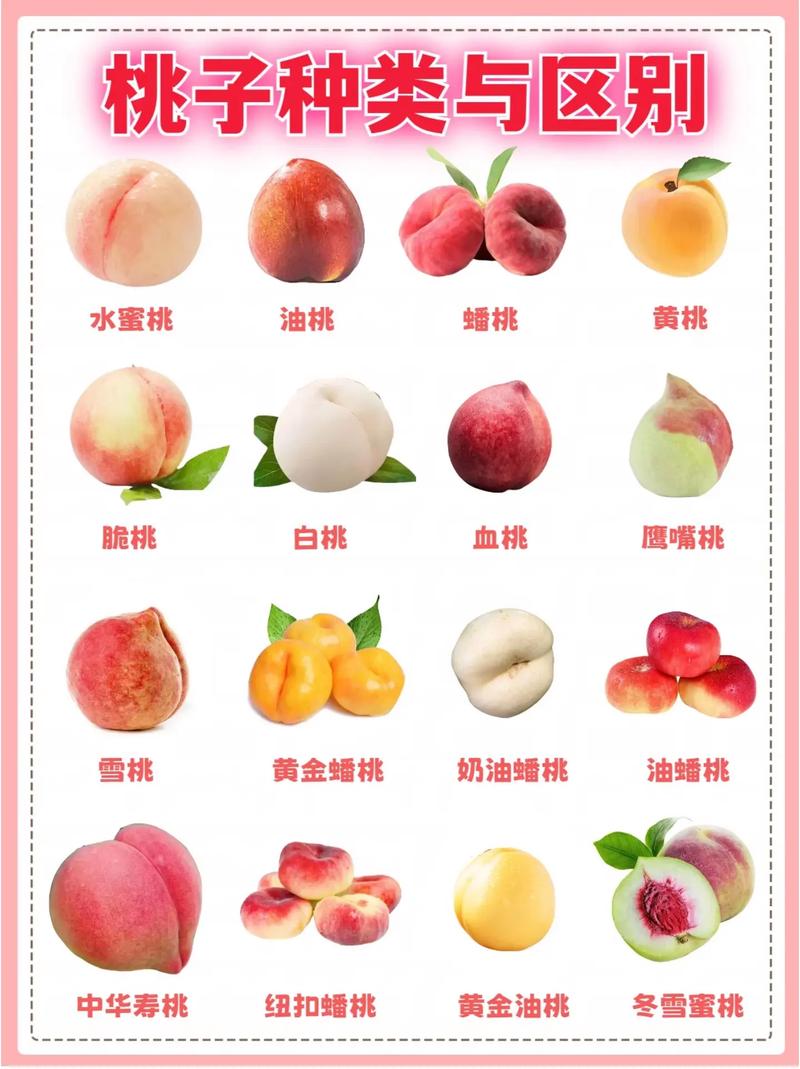 桃子的100款