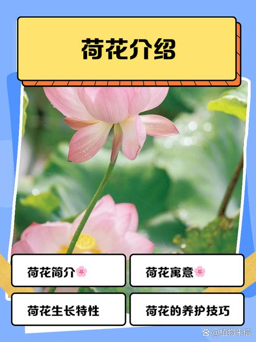 荷花6616短视频最新版本更新内容