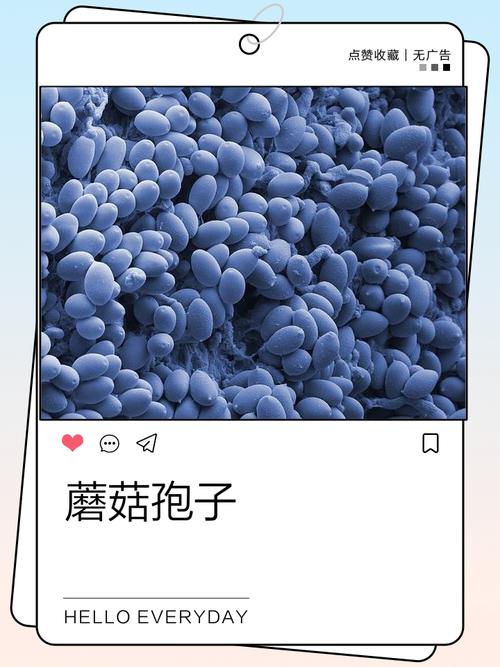 孢子简体版