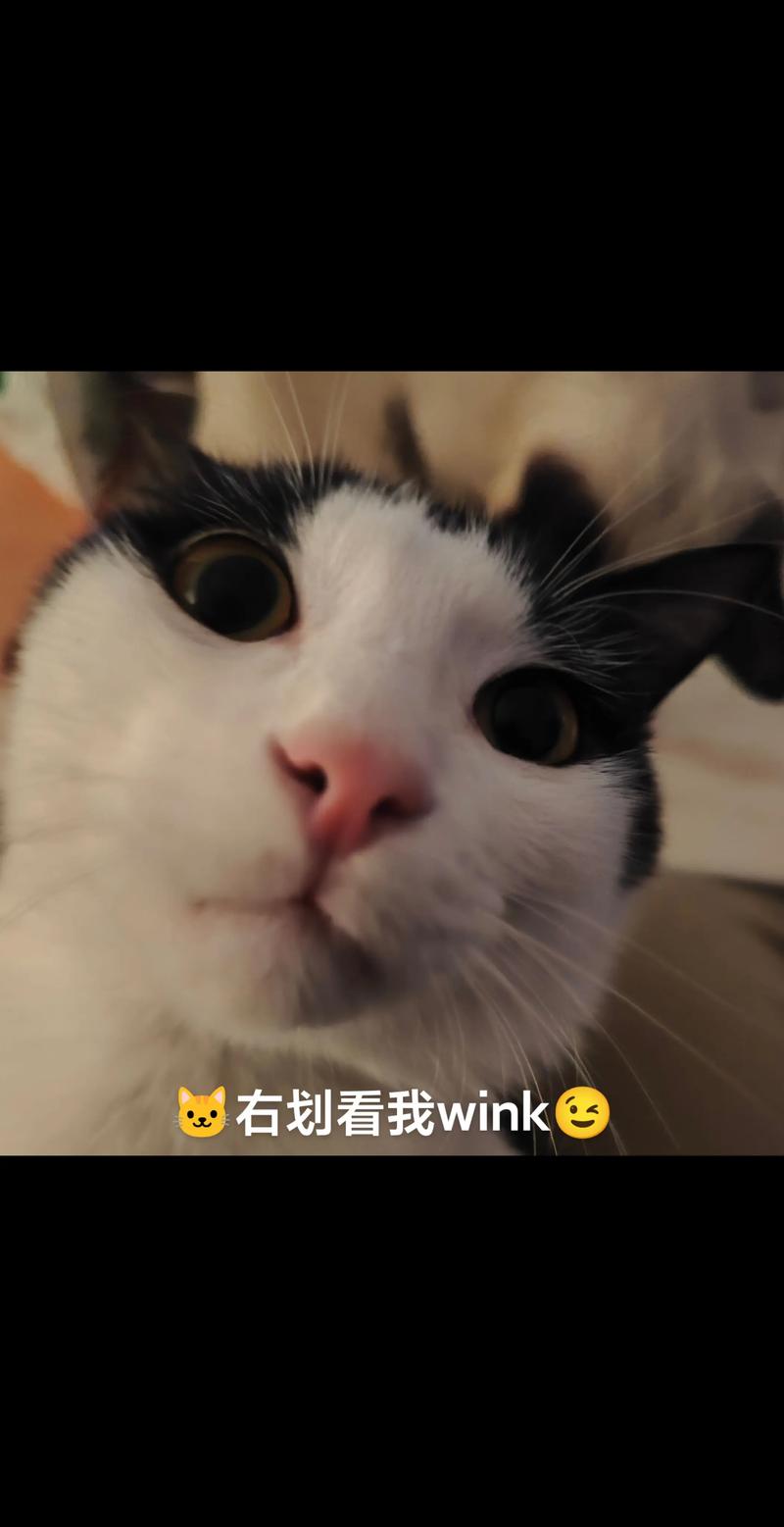wink138