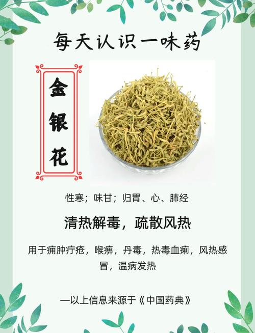 《姜可》金银花