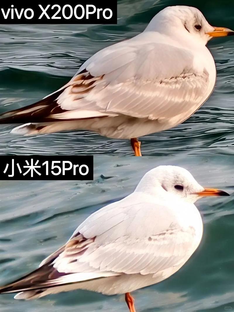 小米和vivo中文字幕