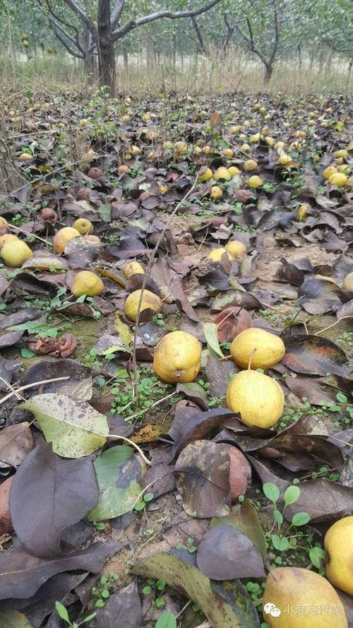 PEAR无需积