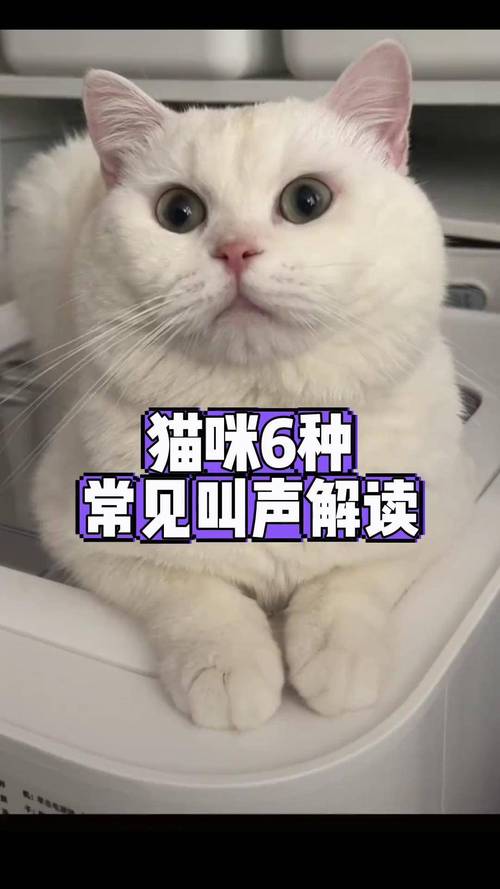 猫叫声播放mp3完美版