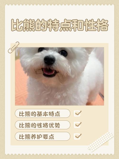 波比熊a3说明内置会员